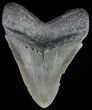 Serrated, Megalodon Tooth - Georgia #51017-2